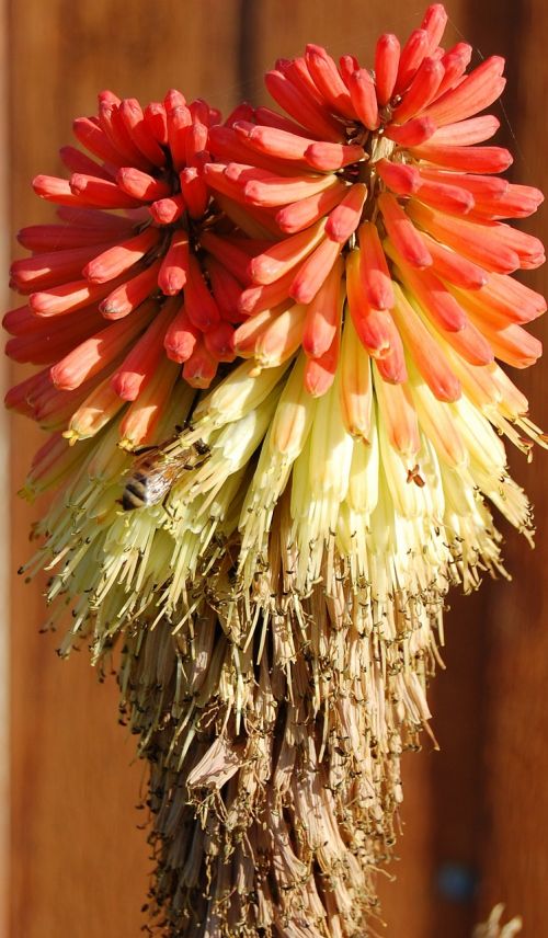 indian paintbrush flower dusk