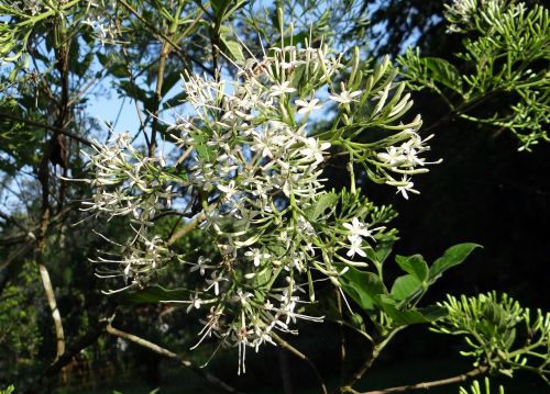 indian pavetta pavetta indica rubiaceae