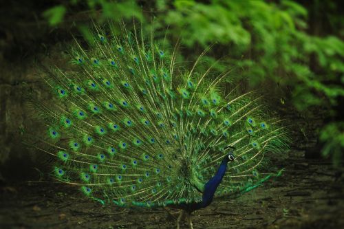 indian peafowl peacock pavo cristatus