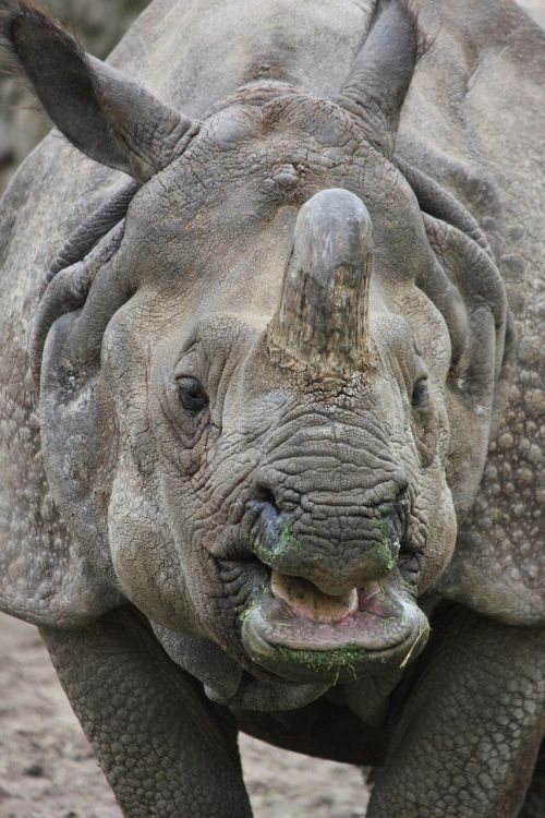 indian rhinoceros rhino zoo