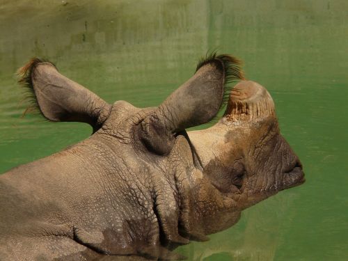 indian rhinoceros rhino rhinoceros