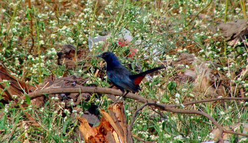 indian robin bird fly