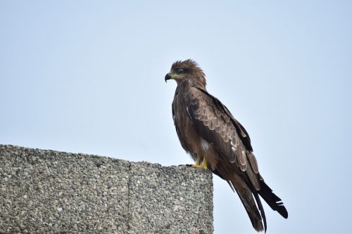 indian spotted eagle predator clanga hastata