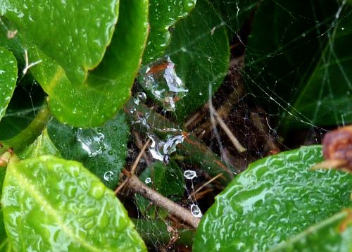 indian summer spider webs dewdrop