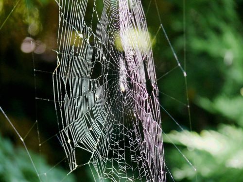 indian summer cobweb autumn