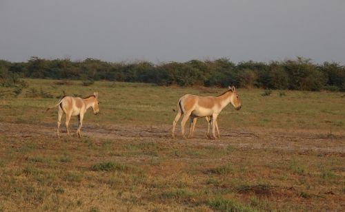 indian wild ass equus hemionus khur ghudkhur