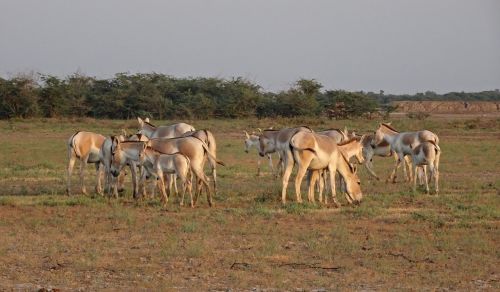 indian wild ass equus hemionus khur ghudkhur