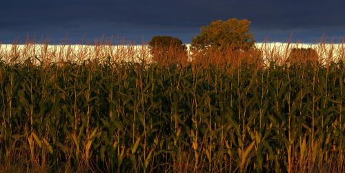 indiana corn agriculture