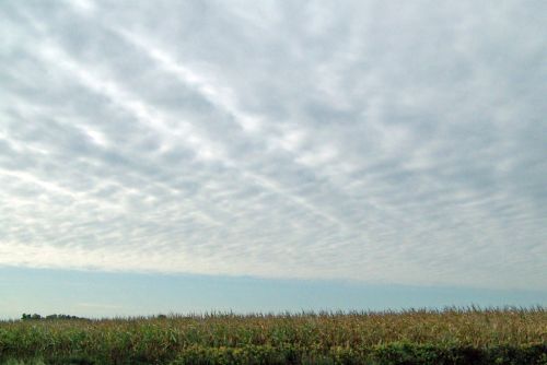 Indiana Cornfield And Sky