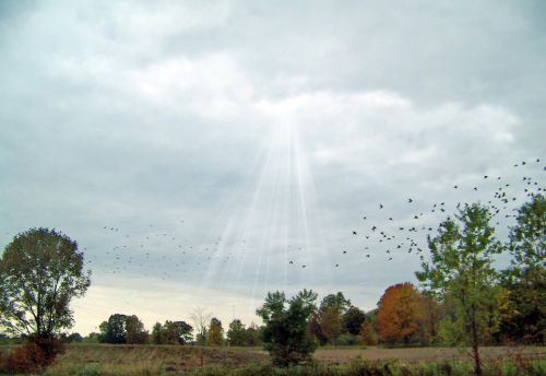 Indiana Landscape With Birds &amp; Sun