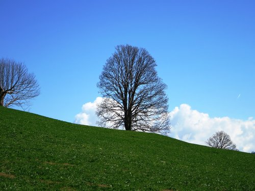 individual tree  nature  landscape
