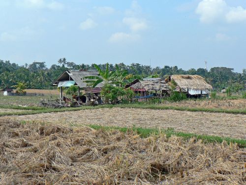 indonesia bali rice