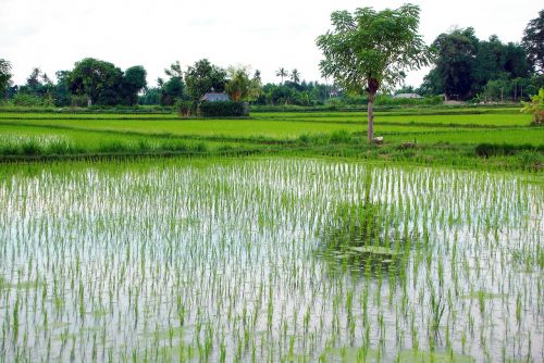 indonesia bali rice field