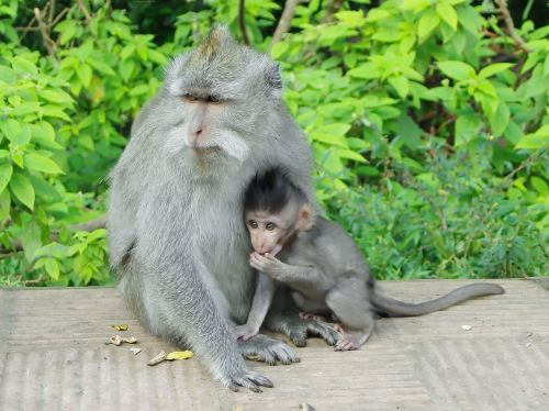 indonesia java monkey