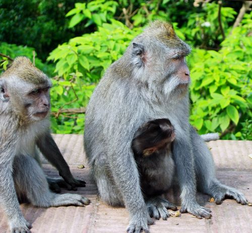 indonesia java monkey