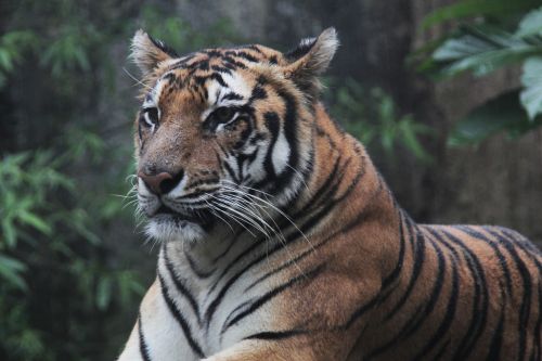 indonesia tiger panthera