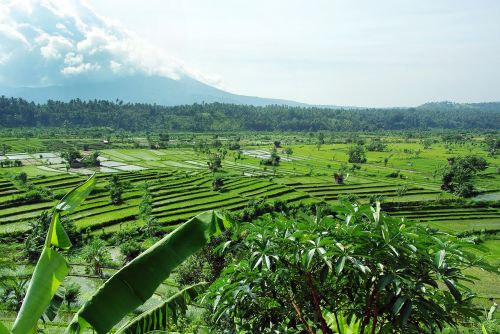 indonesia bali rice