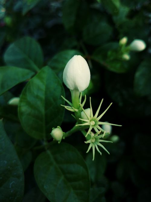 indonesia jasmine white flower