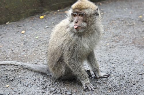 indonesia bali monkey