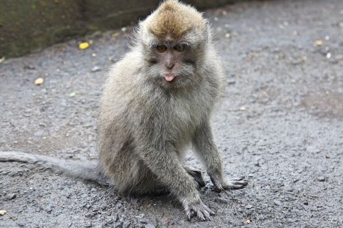 indonesia bali monkey