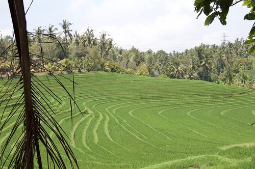 indonesia  bali  rice field