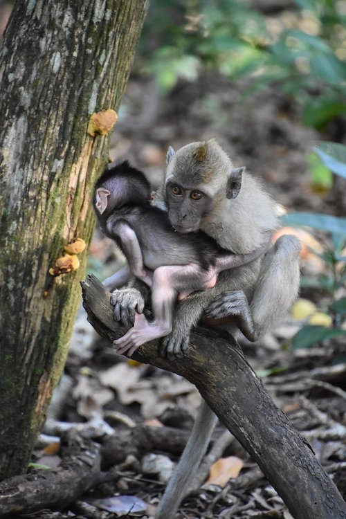 indonesia  monkey  nature
