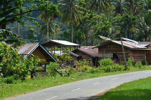 indonesia  sumatra  ketambe