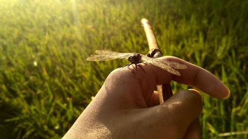 indonesian  traditional  nature