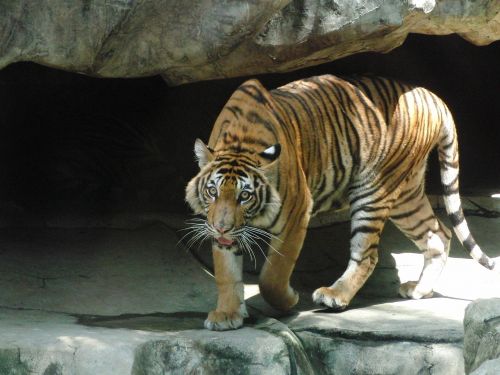 indonesian tiger predator dangerous animal