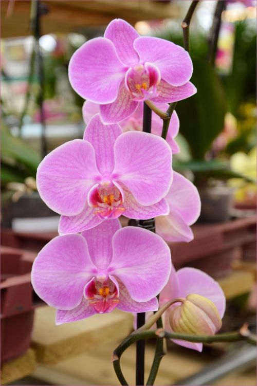 Indoor Flowers