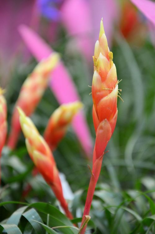 Indoor Flowers