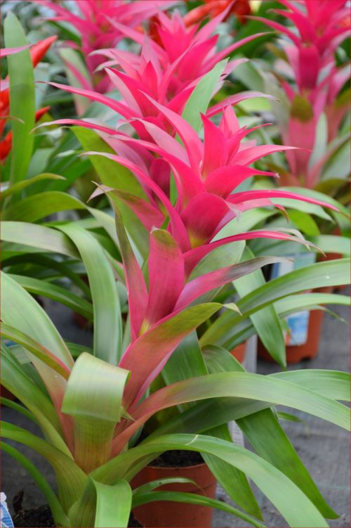 Indoor Flowers