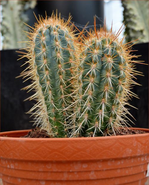 Indoor Flowers