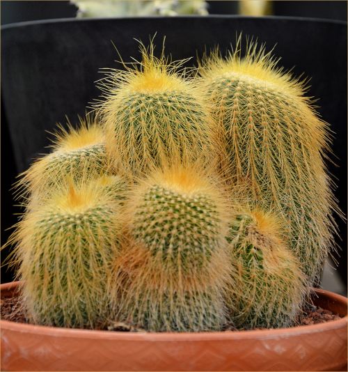 Indoor Flowers