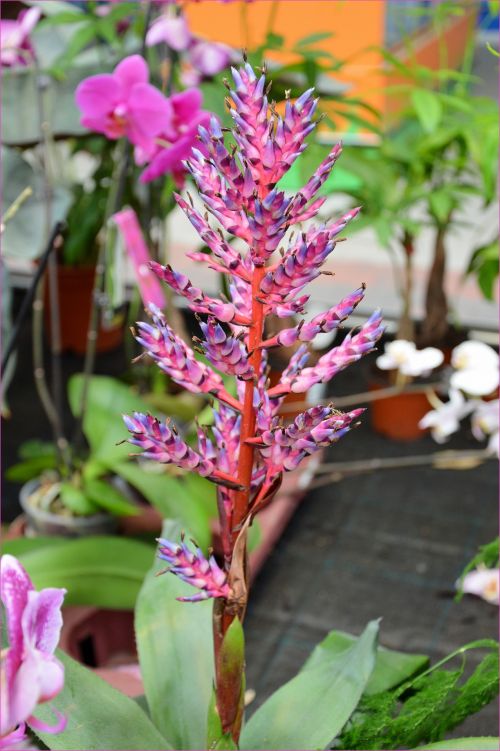 Indoor Flowers