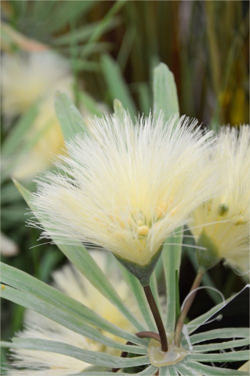 Indoor Flowers