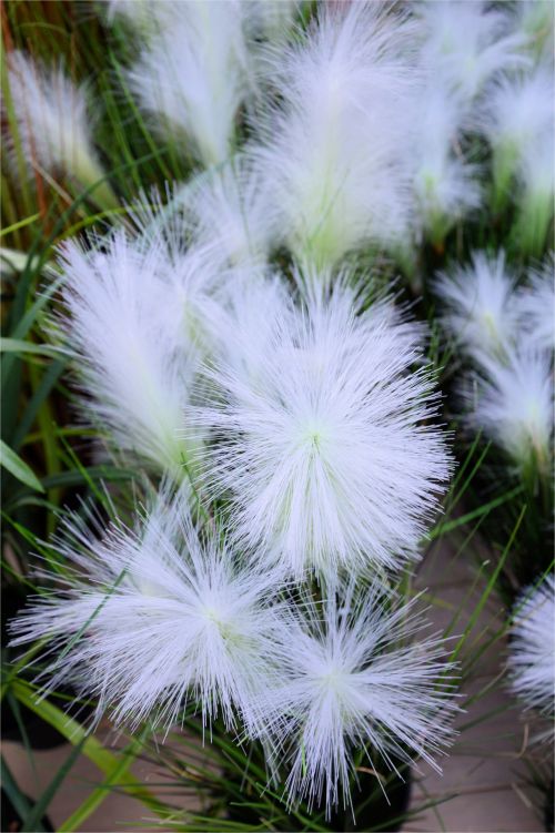 Indoor Flowers