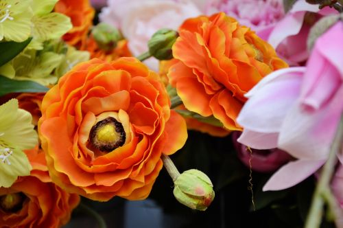 Indoor Flowers