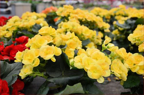 Indoor Flowers