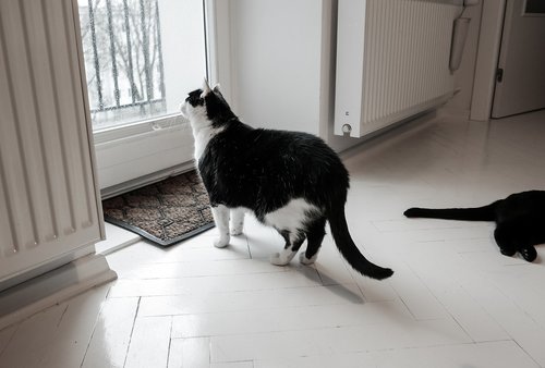 indoors  window  cat