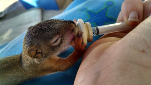 infant squirrel orphan