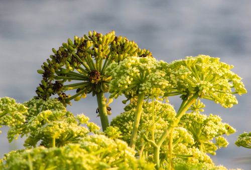 inflorescence plant nature