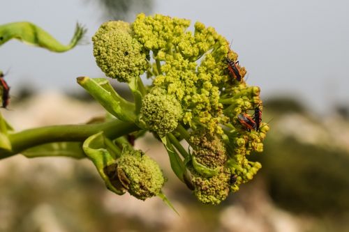 inflorescence flower beetles