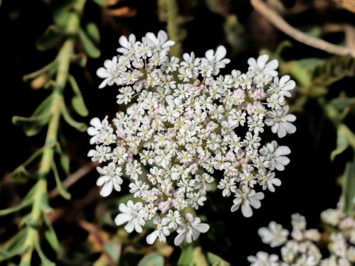 inflorescence wildflower spring