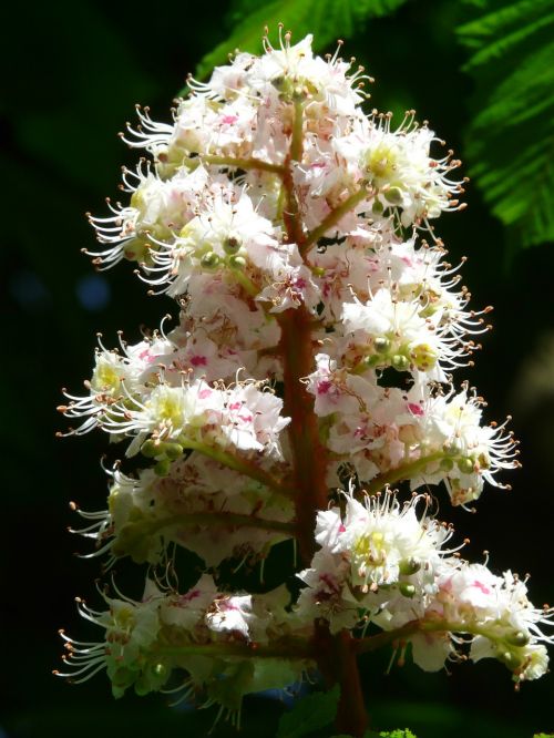 inflorescence blossom bloom