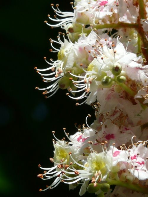 inflorescence blossom bloom