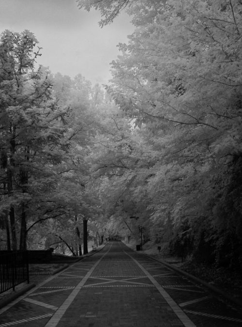 infrared black and white brick road