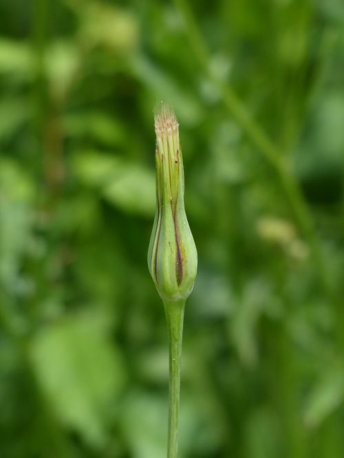infructescence meadows dubius tragopogon pratensis