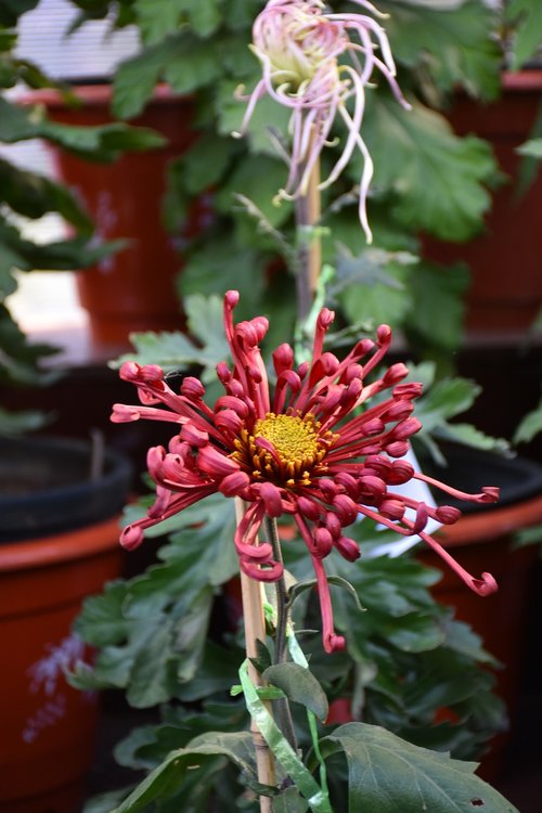 ink chrysanthemum  crimson  plant
