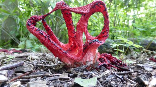 inktviszwam mushroom autumn